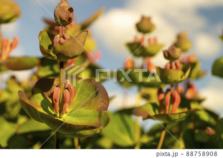 Blossom Lonicera on background green sheet 88758908