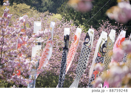 羽根谷だんだん公園の八重桜 羽根谷だんだん公園の八重桜 88759248