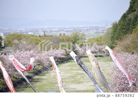 羽根谷だんだん公園の八重桜 羽根谷だんだん公園の八重桜 88759262
