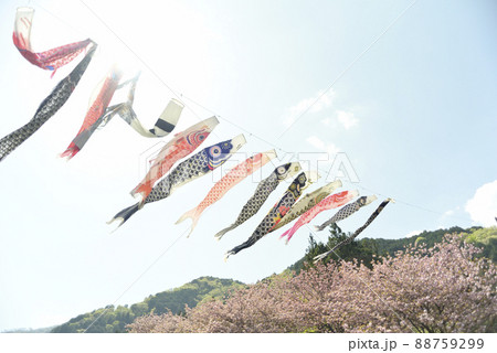 羽根谷だんだん公園の八重桜 88759299