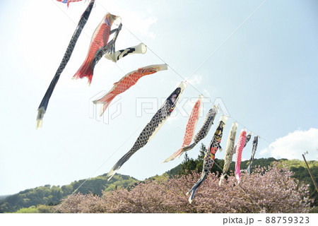 羽根谷だんだん公園の八重桜 羽根谷だんだん公園の八重桜 88759323