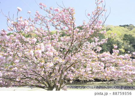 羽根谷だんだん公園の八重桜 88759356