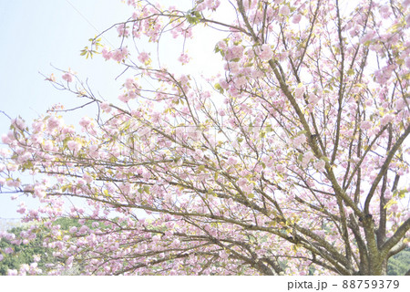 羽根谷だんだん公園の八重桜 88759379