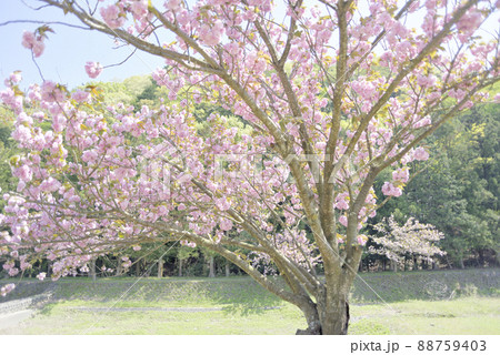 羽根谷だんだん公園の八重桜 羽根谷だんだん公園の八重桜 88759403