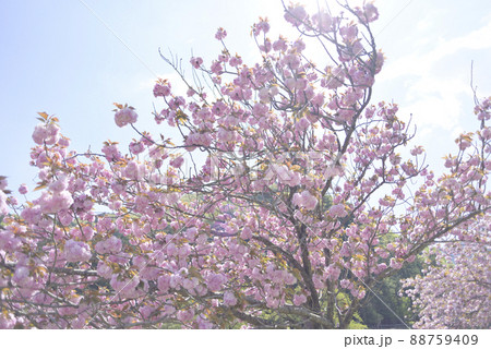 羽根谷だんだん公園の八重桜 羽根谷だんだん公園の八重桜 88759409