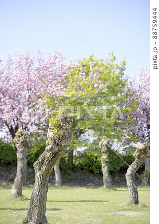 羽根谷だんだん公園の八重桜 88759444