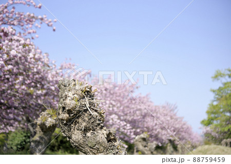 羽根谷だんだん公園の八重桜 88759459