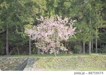 羽根谷だんだん公園の八重桜 羽根谷だんだん公園の八重桜 88759474