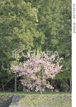 羽根谷だんだん公園の八重桜 羽根谷だんだん公園の八重桜 88759476