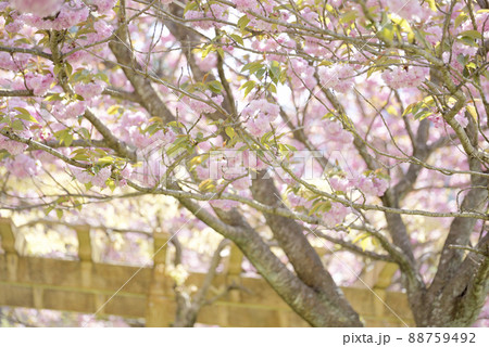 羽根谷だんだん公園の八重桜 羽根谷だんだん公園の八重桜 88759492