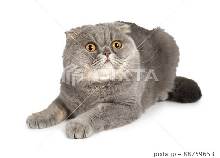 The Scottish Fold cat goggles around The Scottish Fold cat goggles around 88759653