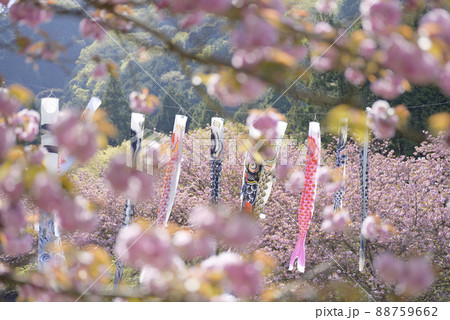 羽根谷だんだん公園の八重桜 88759662