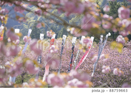 羽根谷だんだん公園の八重桜 羽根谷だんだん公園の八重桜 88759663