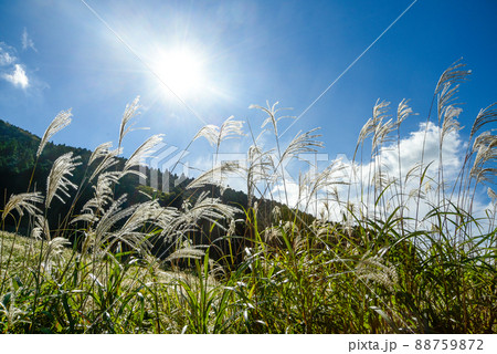 箱根にある仙石原すすき草原の美しい風景 88759872