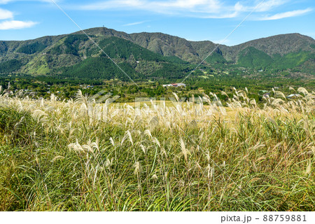 箱根にある仙石原すすき草原の美しい風景 箱根にある仙石原すすき草原の美しい風景 88759881