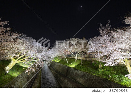 琵琶湖疏水の桜と月 88760348