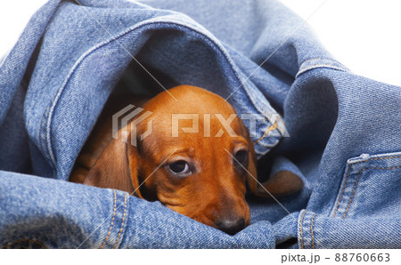image of dog jeans white background  88760663