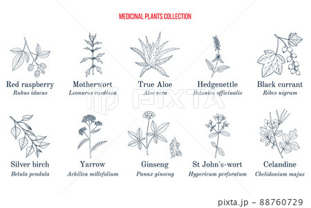 Set of different medicinal plantsのイラスト素材 [88760729] - PIXTA