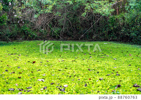 Duckweed and water plant cover the pond / pool. Duckweed and water plant cover the pond / pool. 88760763