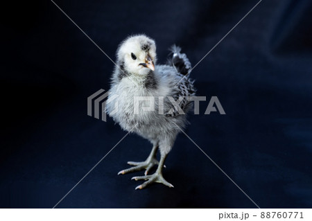 The young White Gray Appenzeller Chick is isolated standing on cloth of blue colour dark background. 88760771