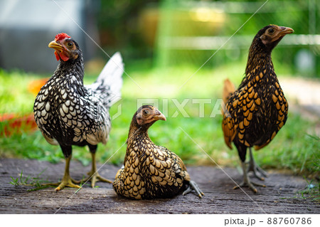 Three Sebright Chicken smart post on a wooden floor in the outdoor backyard home garden Three Sebright Chicken smart post on a wooden floor in the outdoor backyard home garden 88760786