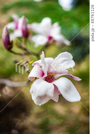 Blooming magnolia tree in spring on pastel bokeh Blooming magnolia tree in spring on pastel bokeh 88761126