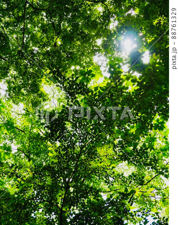 新緑の背景　初夏の日差しに透ける木の葉 88761329