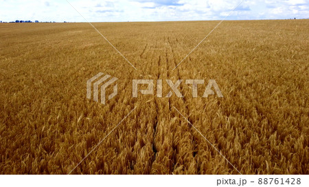 Landscape Wheat field. Aerial drone view. Wheat ears close up on sunny day. 88761428