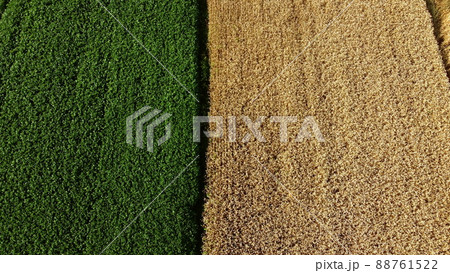 Aerial drone view border between yellow wheat field and green agricultural field 88761522