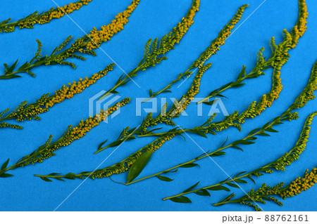 Branches of grass on a blue background. 88762161