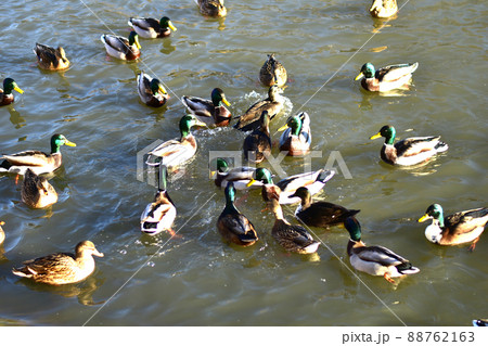 A flock of ducks is looking for food in the lake. 88762163