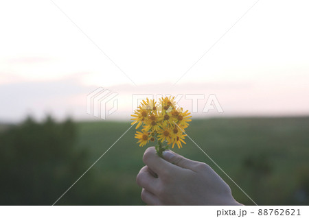 Hand holding yellow flowers on the landscape background Hand holding yellow flowers on the landscape background 88762621