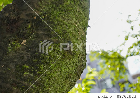 江戸川公園にいた夏のセミ 88762923