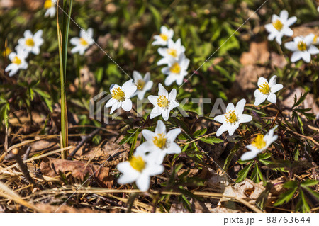 White flower of Hepatica Nobilis blooming in early springtime 88763644