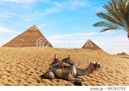 A camel near the Egyptian Pyramids, Giza 88763793