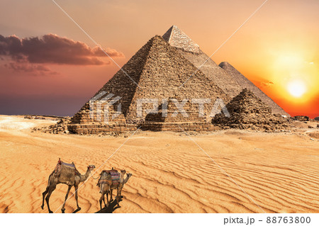 Camel caravan near the Giza Pyramids of Egypt 88763800