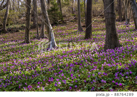 かたくりの園 みかも山公園 かたくりの園 みかも山公園 88764289