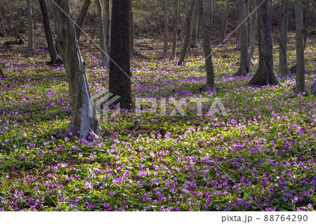 かたくりの園 　みかも山公園 88764290