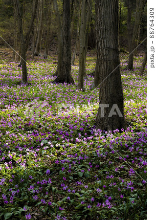 かたくりの園 みかも山公園の写真素材