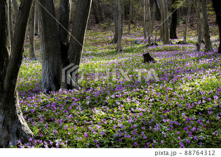 かたくりの園 　みかも山公園 88764312