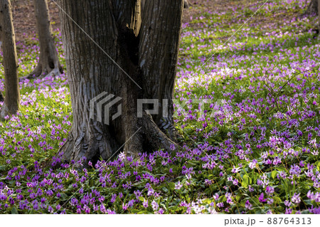 かたくりの園 　みかも山公園 88764313