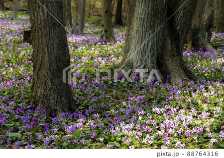 かたくりの園 　みかも山公園 88764316