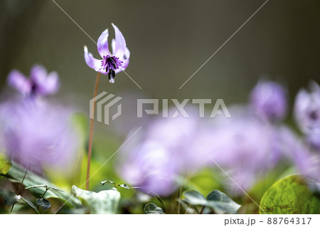 かたくりの園 　みかも山公園 88764317