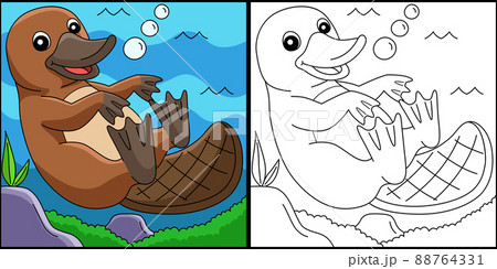 Platypus Animal Coloring Page Colored Illustration 88764331