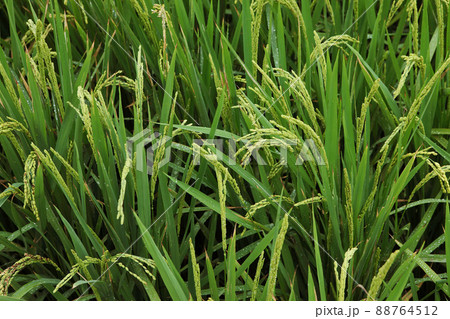 Close up of rice growing in a paddy field. Agriculture in China, Taiwan Close up of rice growing in a paddy field. Agriculture in China, Taiwan 88764512