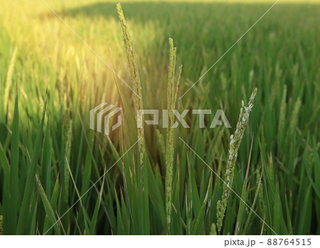 Close up of rice growing in a paddy field. Agriculture in China, Taiwan Close up of rice growing in a paddy field. Agriculture in China, Taiwan 88764515