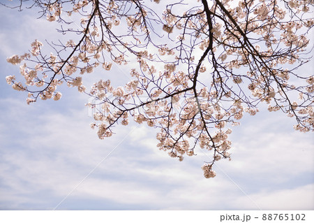 北杜市白州町、薄曇りの日に咲き誇るサクラの花 88765102