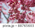 春の日差しに咲くしだれ桜 88765603