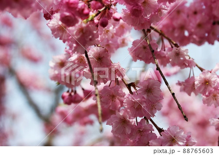 春の日差しに咲くしだれ桜 春の日差しに咲くしだれ桜 88765603