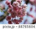 春の日差しに咲くしだれ桜 88765604